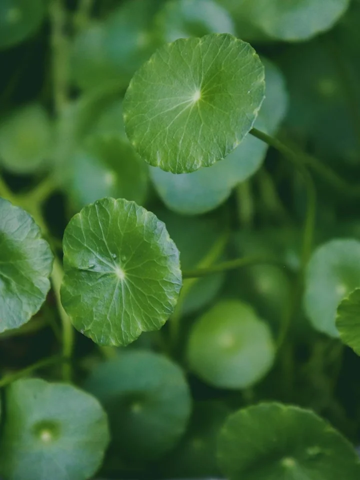 Close-up of vibrant green Gotu Kola (Centella asiatica) leaves