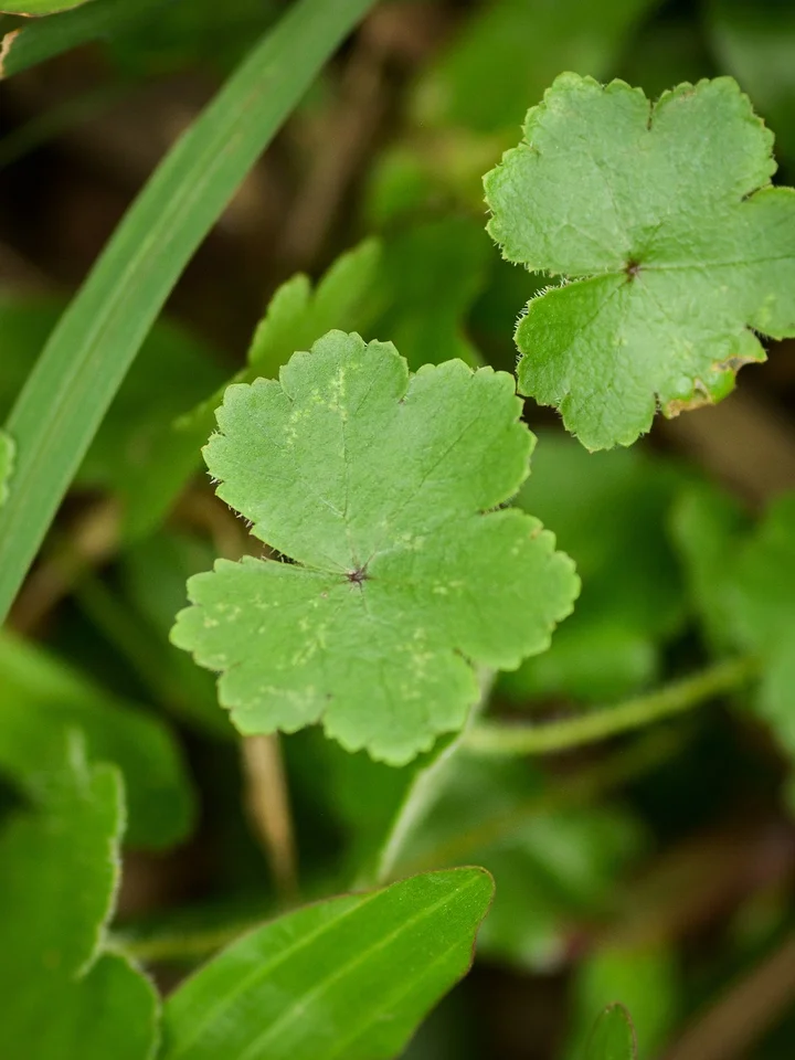Close-up of Centella asiatica leaves (gotu kola) with green foliage