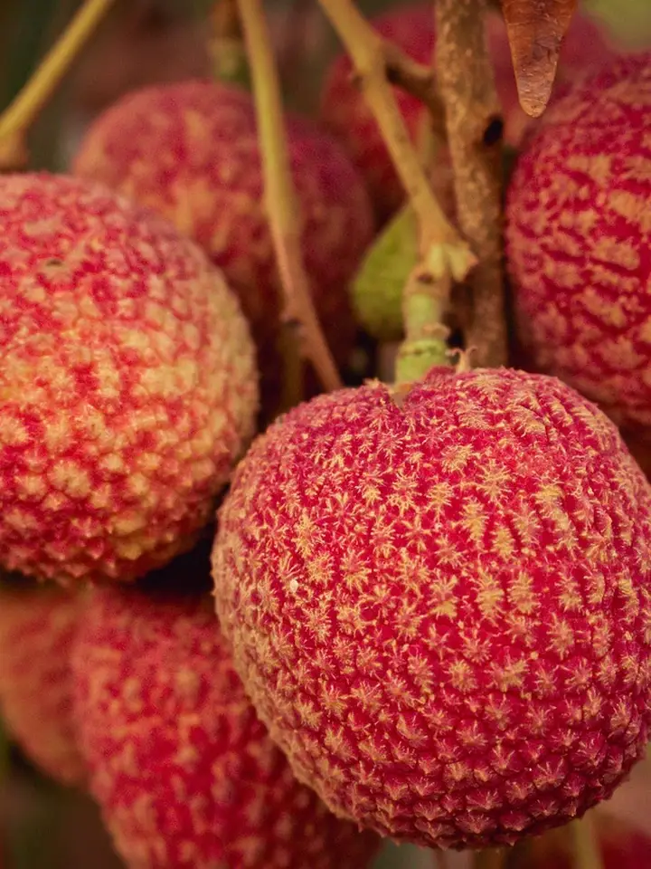 Vitamin C in Skincare: How Pure L-Ascorbic Acid Stacks Up Against Its Derivatives