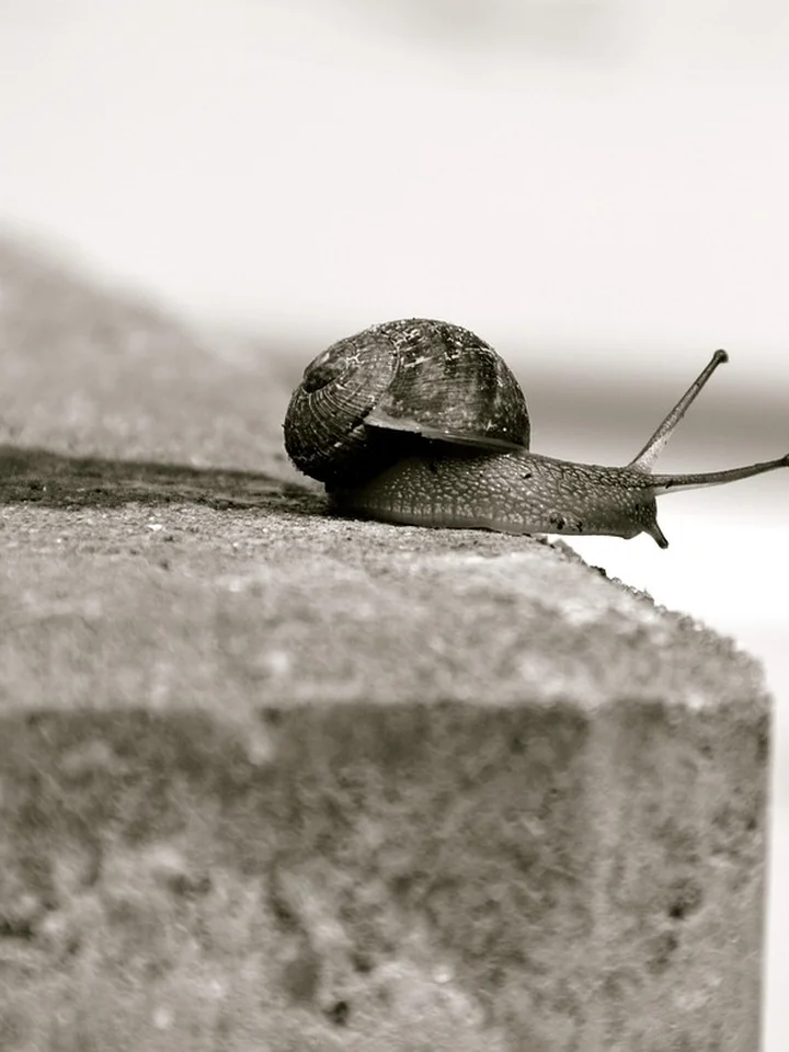 Close-up of a snail on a textured concrete surface, illustrating snail mucin skincare.