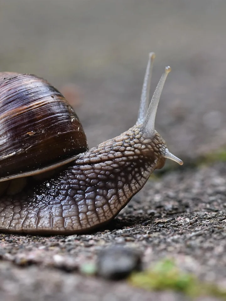 Macro close-up of a snail on textured ground, showing its shell and eye stalks