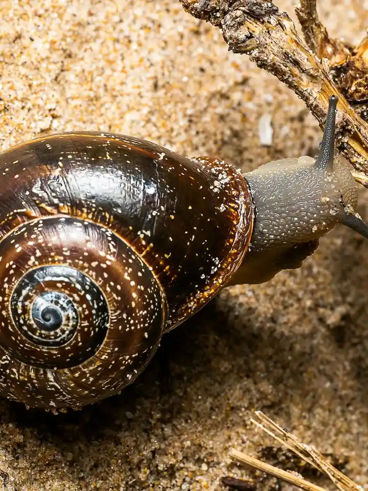 Close-up of a snail on sandy ground, representing snail mucin as a natural skincare ingredient