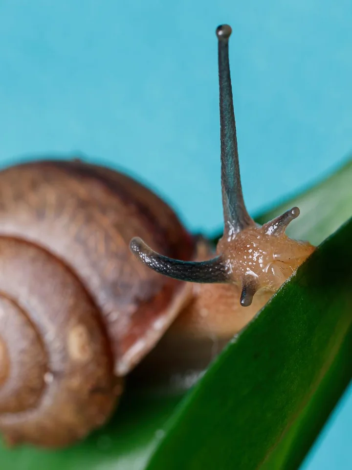 Close-up of a snail on a green leaf against a blue background, representing snail mucin skincare application.