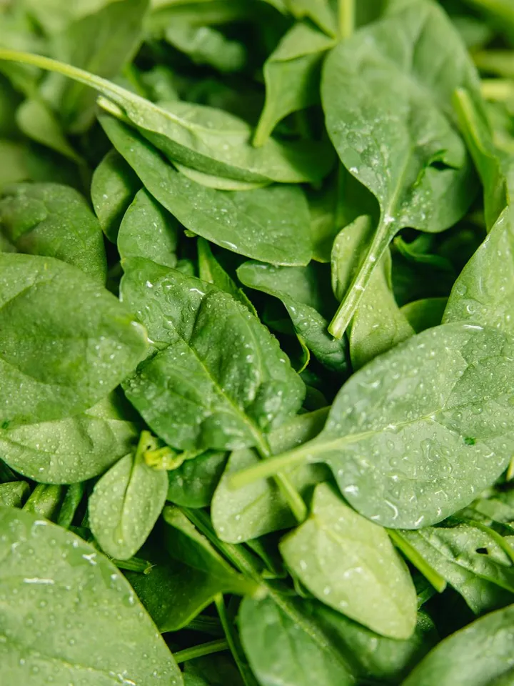 Close-up of fresh spinach leaves with water droplets, illustrating a plant source of tocopherol (vitamin E).
