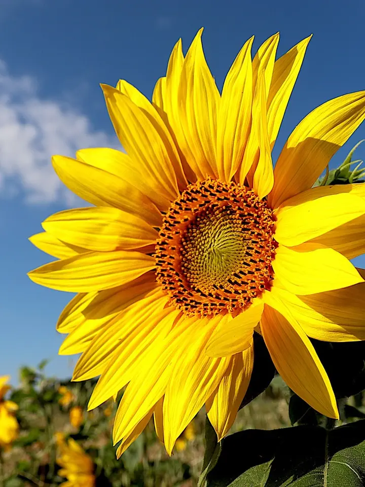 Bright yellow sunflower with a blue sky background