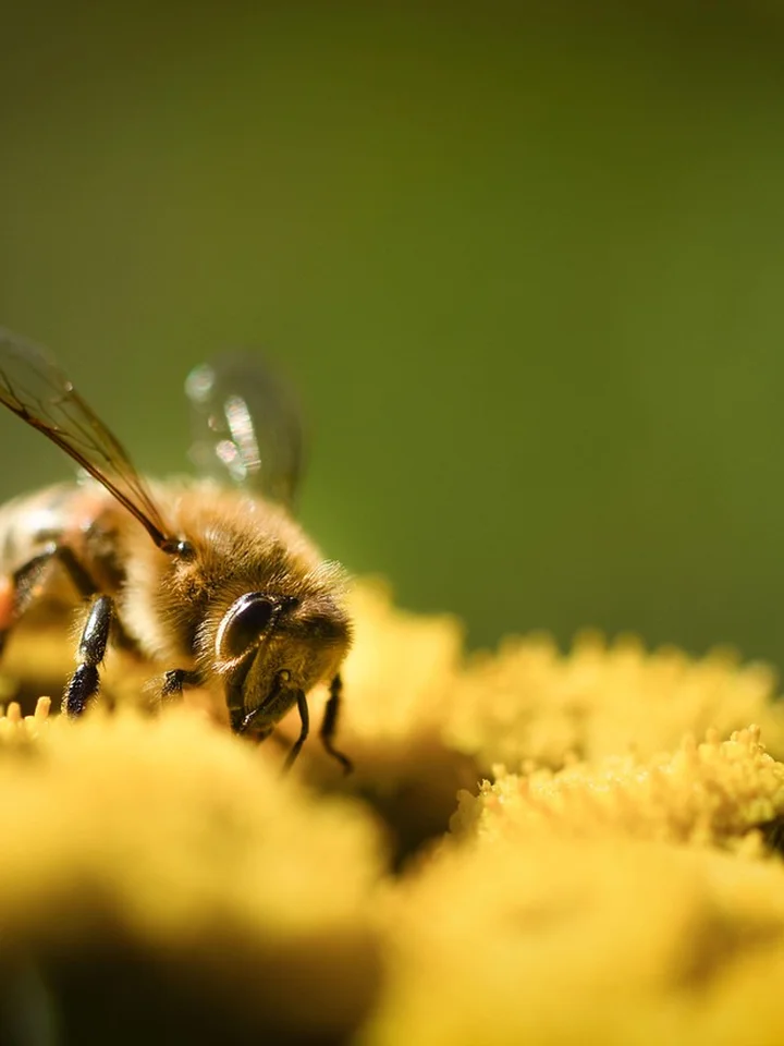 Bee Products in Skincare: Choosing Propolis, Honey, or Royal Jelly for Your Skin
