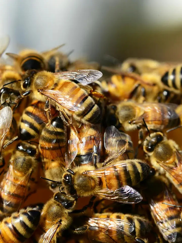 Close-up of honey bees clustered together on a surface