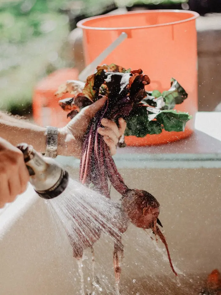 Hands washing fresh sugar beets with greens under a running faucet; an orange bucket sits on the counter in the background.