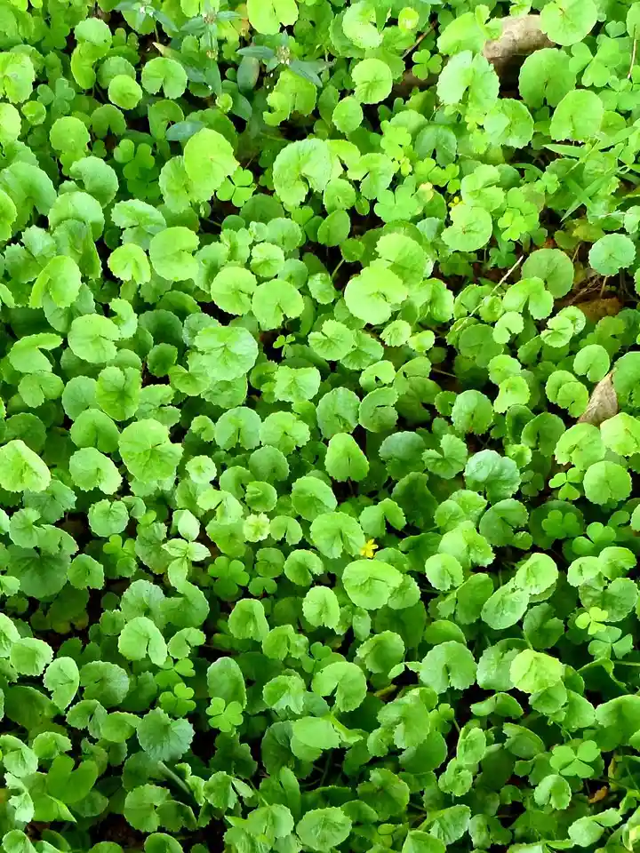 Centella Asiatica for Sun-Damaged Skin: How This Soothing Extract Repairs and Calms