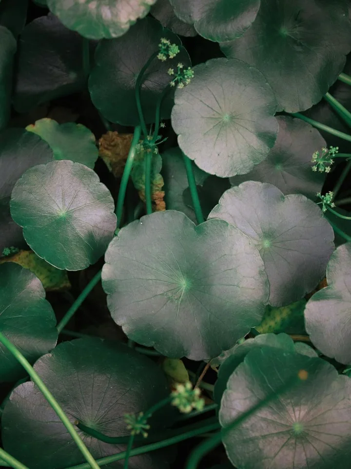 Close-up of Centella asiatica (gotu kola) leaves