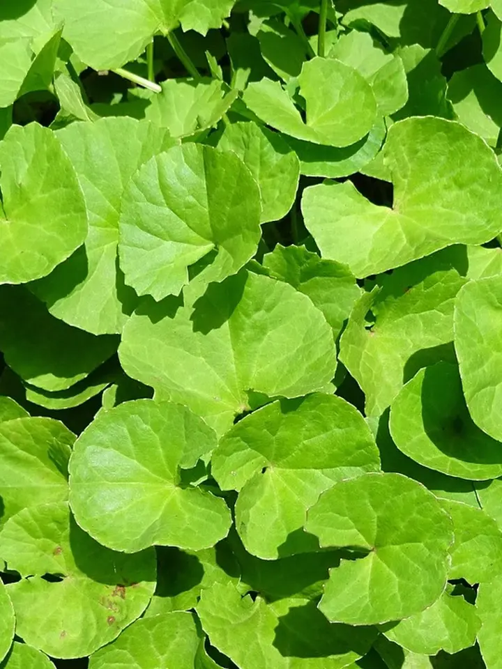 Mugwort or Centella: Your Practical Guide to Calming Rosacea and Sensitive Skin