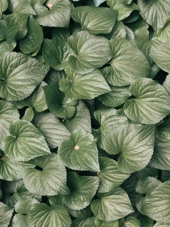 Close-up of a dense patch of green leaves with prominent veins and scalloped edges.
