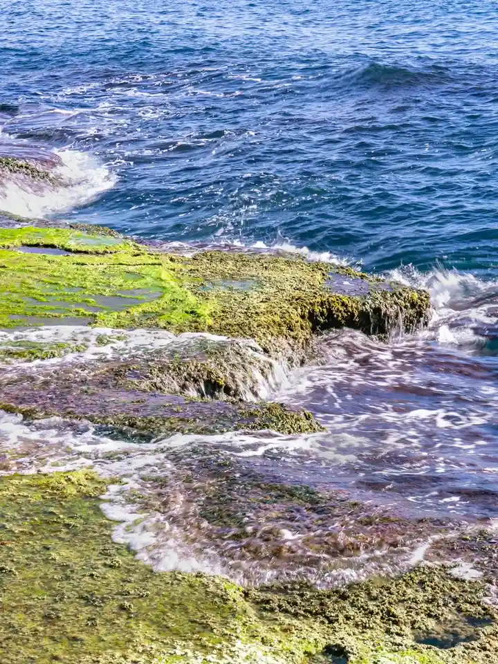 Rocky shoreline with green algae along the coast
