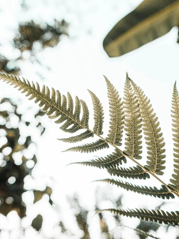 Fresh or Wild-Harvested? The Skin Care Truth About Standardized Botanical Extracts