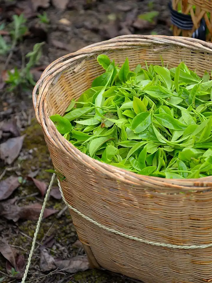 Green Tea or Centella? How to Pick Your Perfect Anti-Inflammatory Ingredient