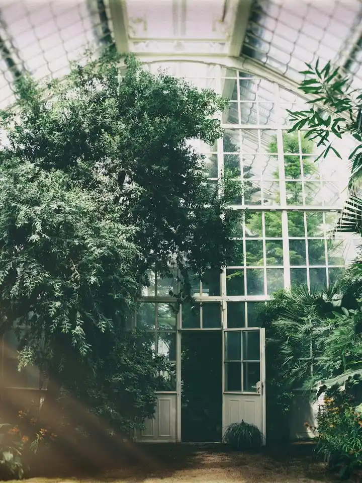 Sunlight streams through glass panels onto dense, leafy plants in a conservatory, illustrating cultivated botanicals used for extraction.