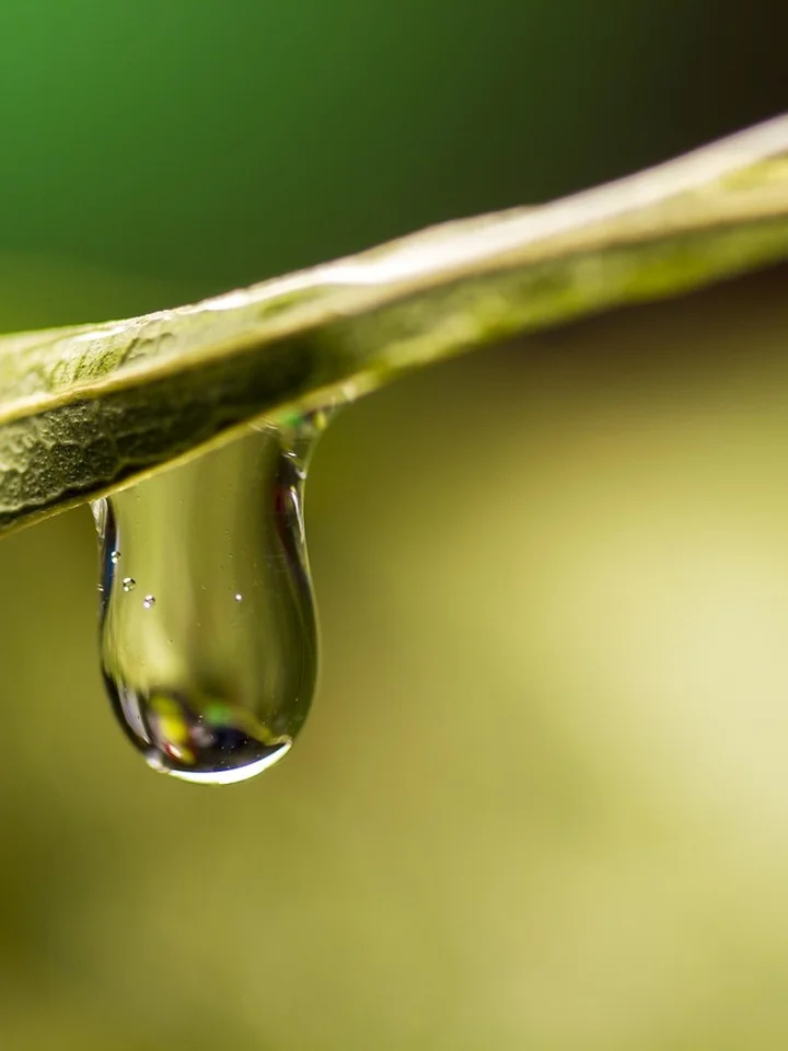Snail Mucin vs. Polyglutamic Acid: Your Guide to Hydrated, Healthy Skin