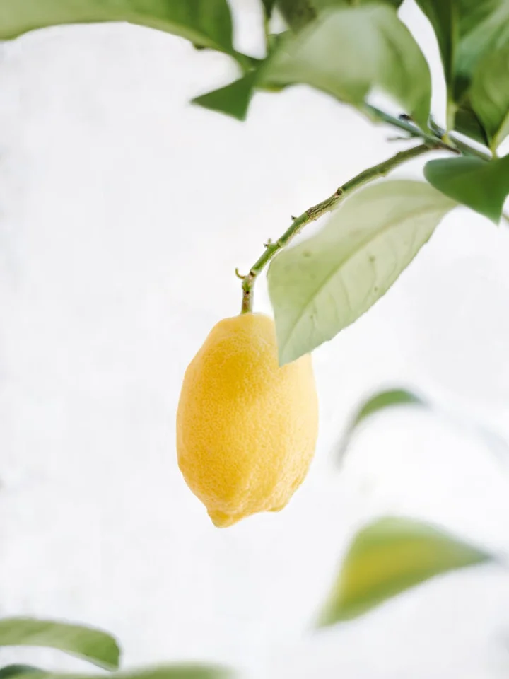 A ripe yellow lemon hanging from a branch with green leaves against a pale background