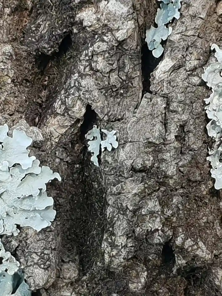 Close-up of textured tree bark with pale gray-green lichen growing in patches.