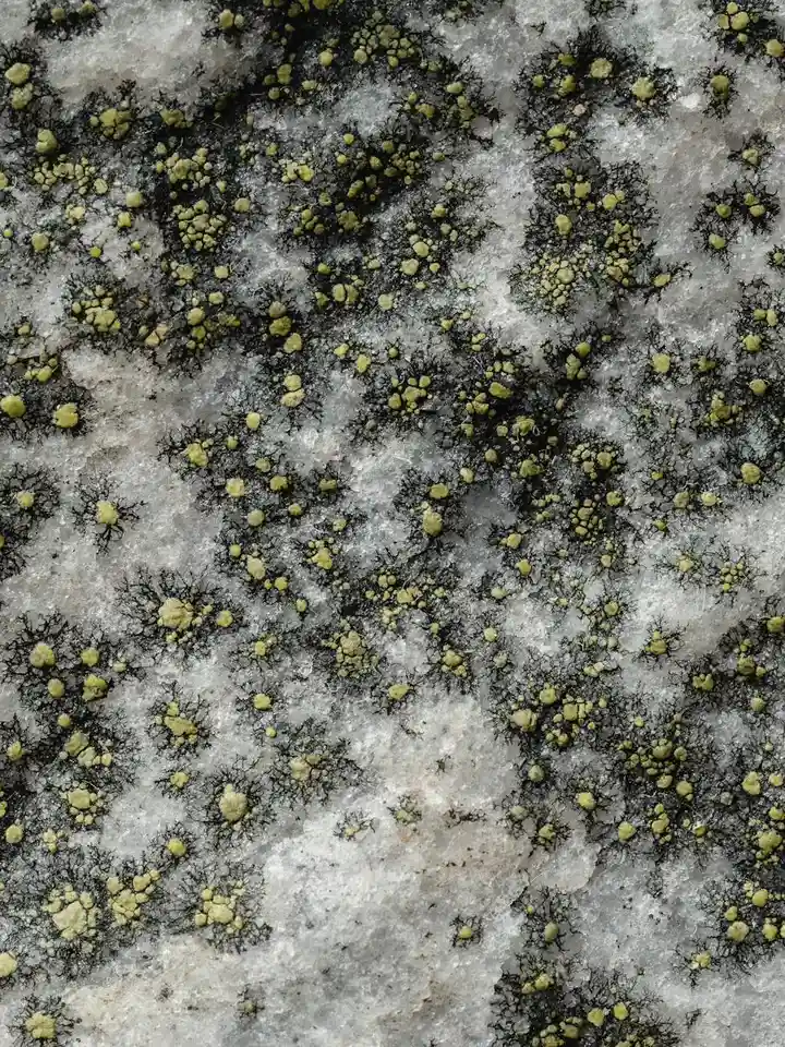 Close-up of yellow-green lichen dots scattered on a snowy gray surface.