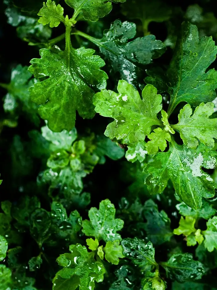 Close-up of vibrant green mugwort-like leaves with water droplets