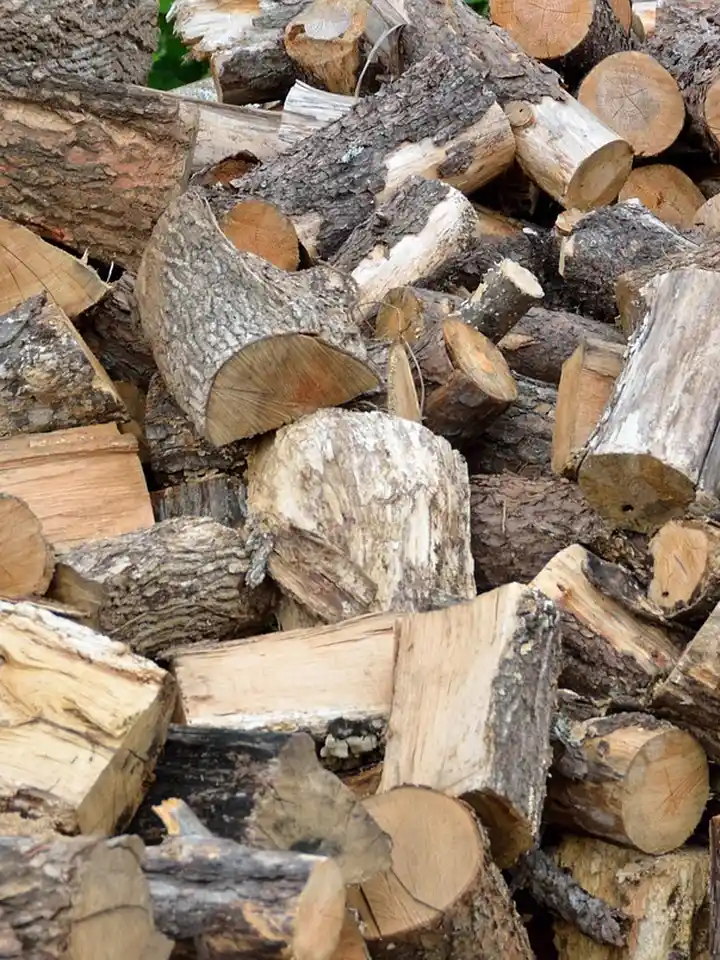 Pycnogenol vs. Generic Pine Bark Extract: Which One Truly Benefits Your Skin?