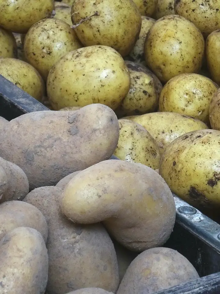 Comedogenic Ratings of Corn, Tapioca, Rice & Potato Starch in Skincare: Your Clear Skin Guide