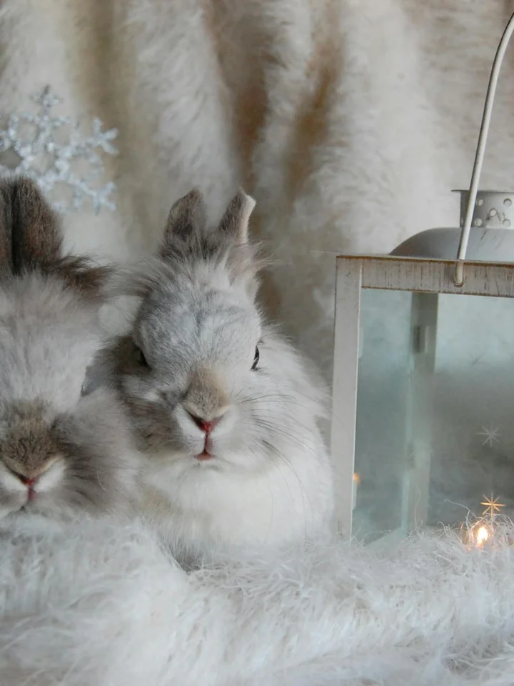 Two fluffy white rabbits sitting in a snowy scene beside a lantern