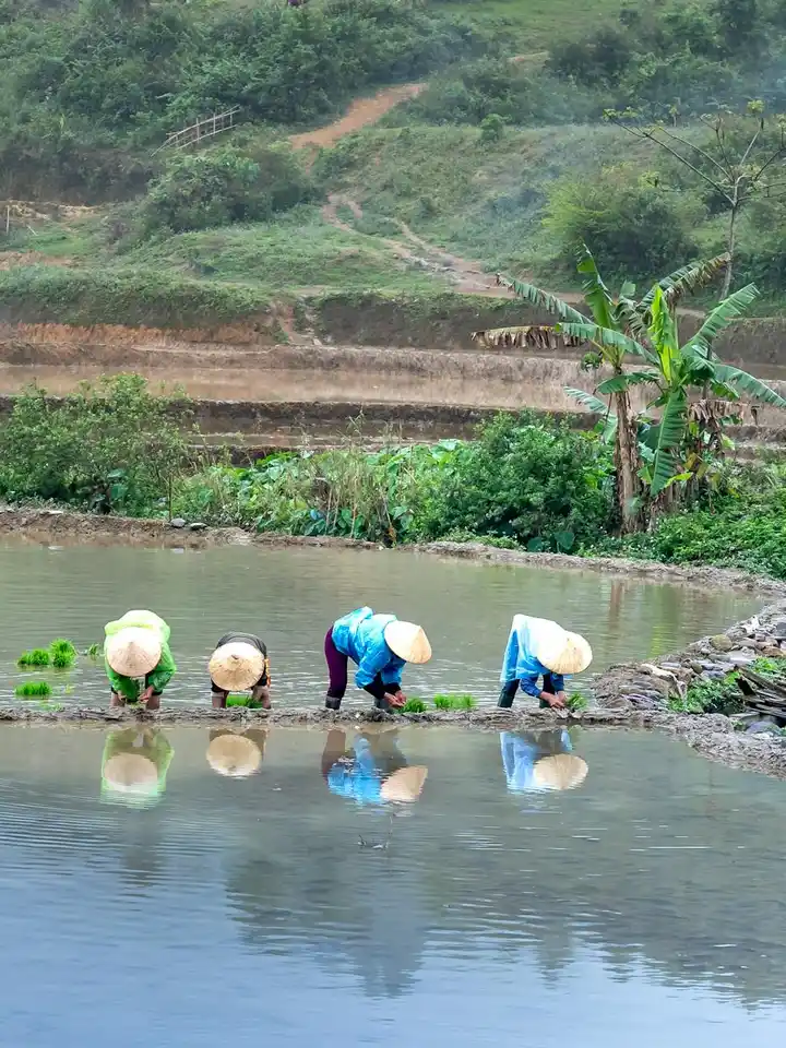 Four workers wearing traditional conical hats stand and bend in a shallow rice paddy, tending crops; their reflections shimmer on the water, with green hills and a banana tree in the background.