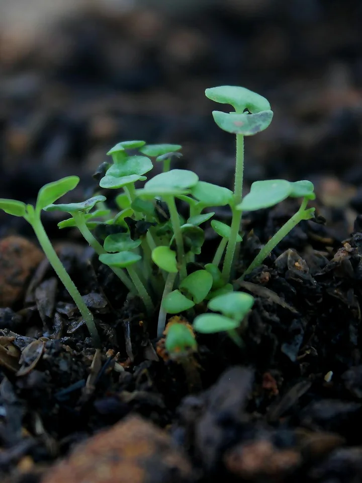 Small green seedlings sprouting from dark soil, representing soothing botanicals such as mugwort and centella.