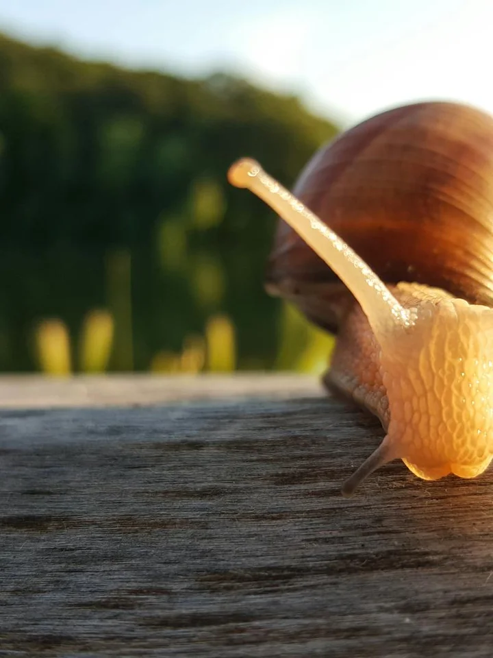 Close-up of a snail on a weathered wooden surface, with its slime trail visible in natural light.