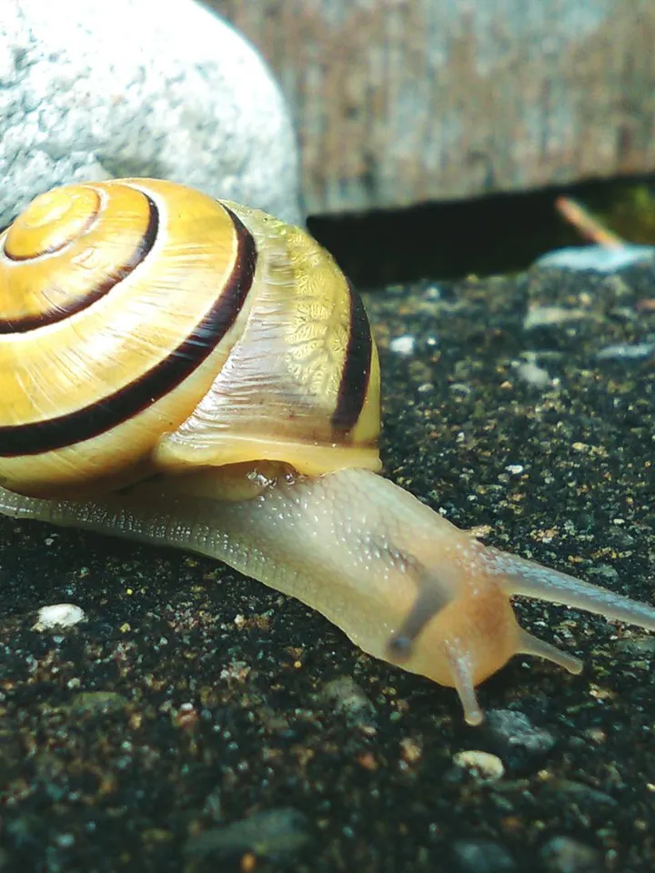 Close-up of a snail on a textured, dark surface, highlighting the snail as a source of mucin for skincare.
