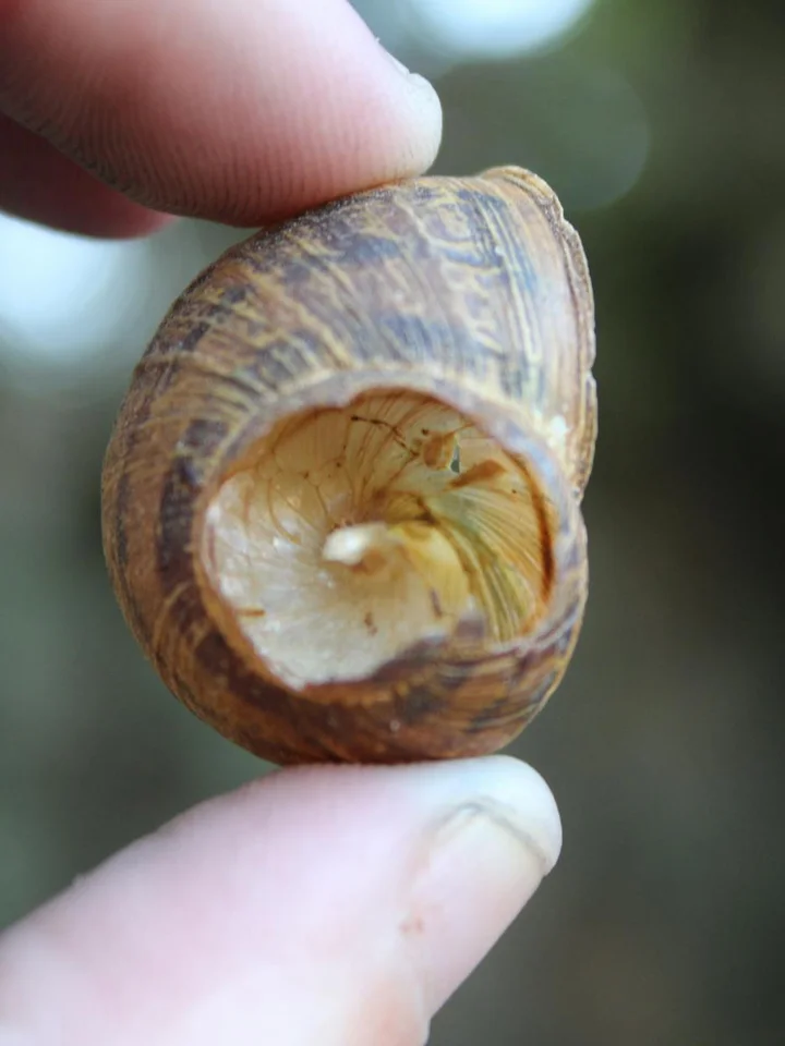 Close-up of a snail shell held between two fingers, showing the shell's opening