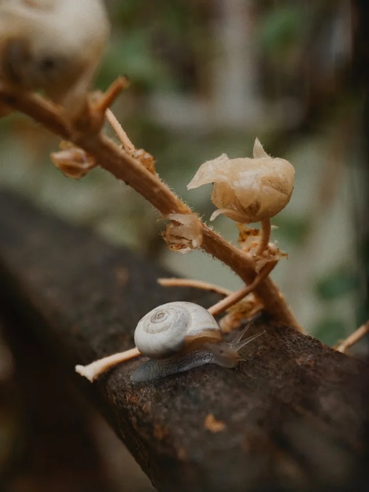 Close-up of a small snail on a wooden branch with a blurred natural background.