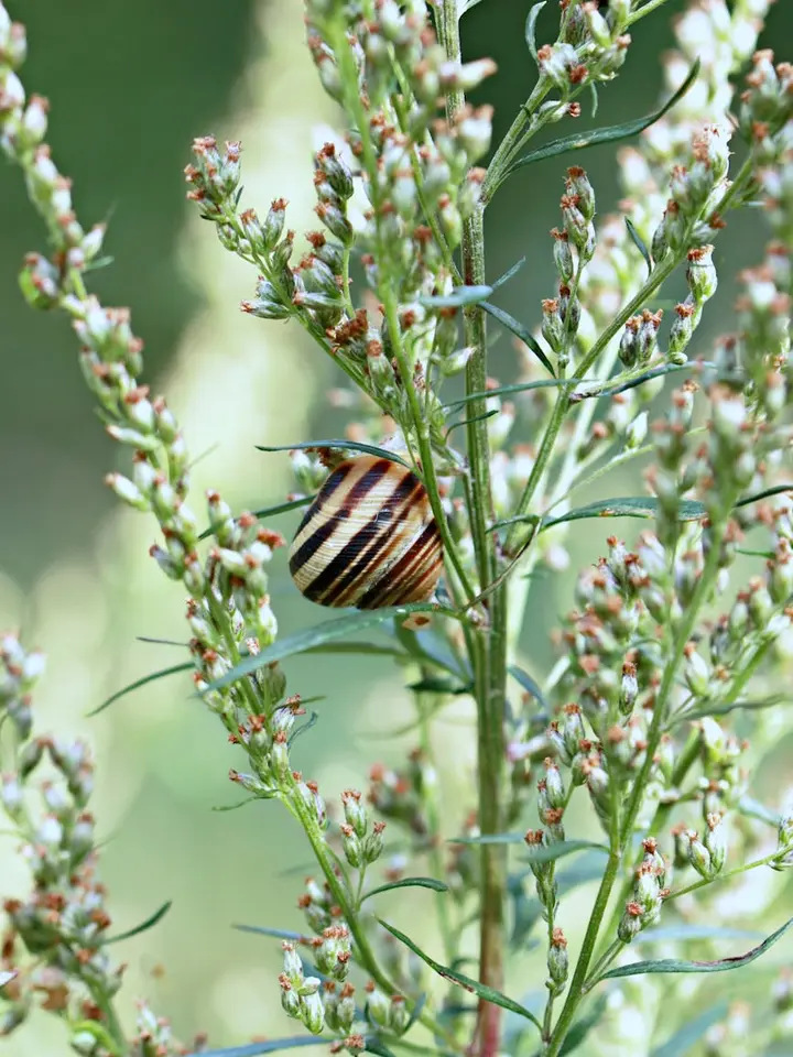 Close-up of a striped snail on a green plant with small buds.