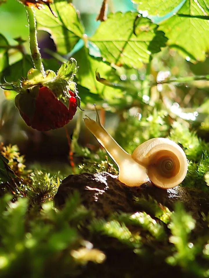 Close-up of a small snail on bright green moss with a small red berry nearby, bathed in natural sunlight.