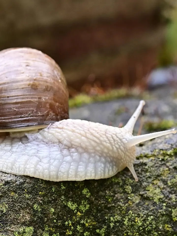 Close-up of a white snail with a brown shell crawling on a moss-covered rock