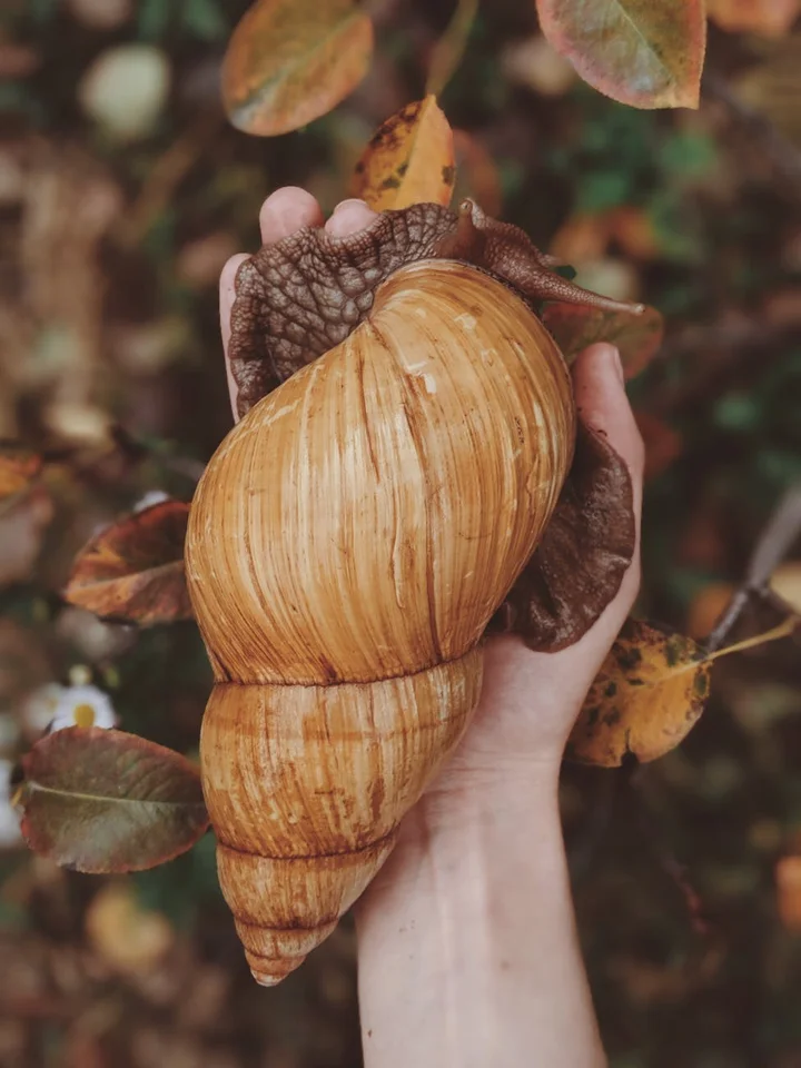 A hand holding a large snail shell outdoors with autumn leaves in the background.