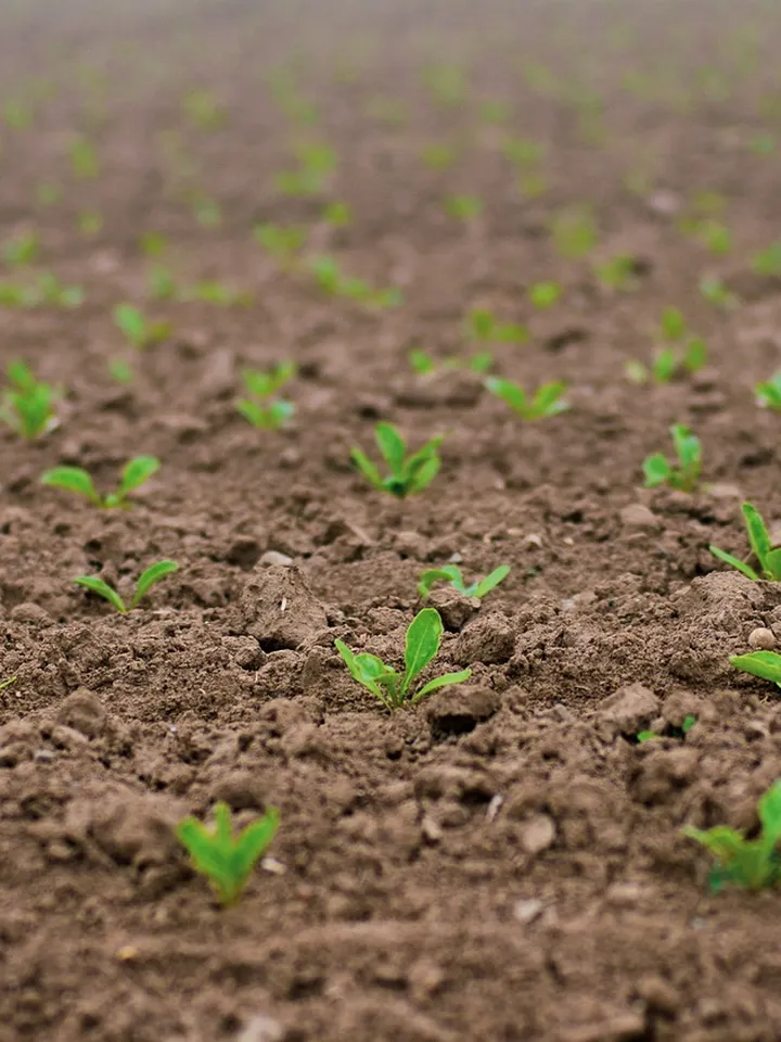 Young sugar beet seedlings sprouting from brown soil.