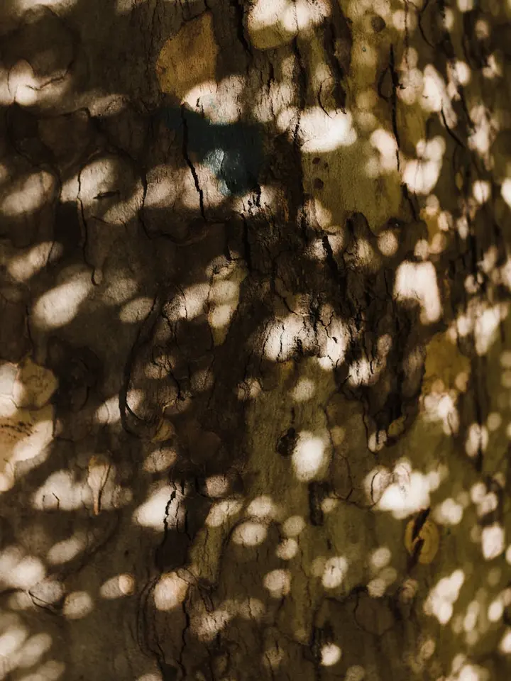 Close-up of tree bark with dappled sunlight patterns