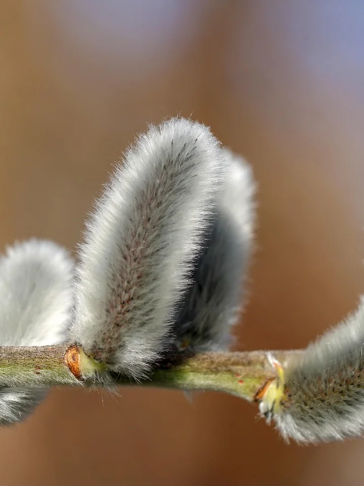 The History of Salicylic Acid: From Ancient Bark to Your Skin Care Savior