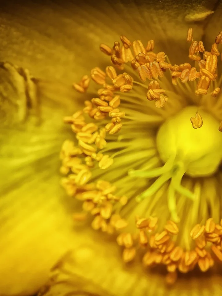 Lichen Extract vs. Traditional Botanicals: A Practical Guide to Calming Your Skin